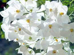 Very fast growing and easy to grow. Solanum Laxum Album Potato Vine