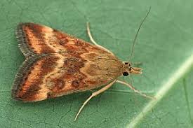 Image result for Pyrausta despicata