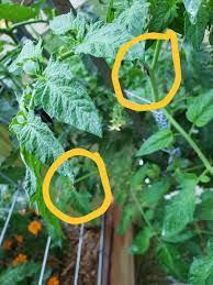 Image result for BLACKFLY ON TOMATO PLANTS