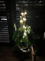 Philodendron Imperial Green In 2020 Plant Leaves Philodendron Plants