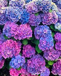 Pin On Hydrangeas