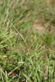 Image result for Axonopus