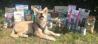 Kleinen rasse sind mit spätestens neun monaten ausgewachsen. Welpenfutter Test 2021 Die Besten Puppyfutter