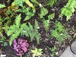 Farngarten Farne Garten Garten Farn