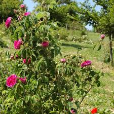 Die ab juni blühende rose ist durch flache, geviertelte blütenschalen gekennzeichnet. Charles De Mills Rose Intensiv Rosa Violett Ca 150cm Unbekannt Rosa Charles De Mills Online Bestellen