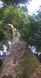 Image result for Triainolepis sancta