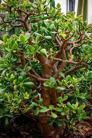 Jade Plant Care Complete Guide To Growing Crassula Ovata Smart Garden Guide Jade Plant Care Jade Plants Plants