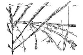 Image result for Enteropogon