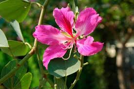Image result for Bauhinia purpurea