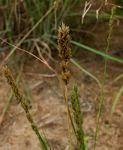 Image result for Eragrostis mildbraedii