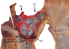 The left atrium (la) has a smooth endocardium while the right atrium (ra) is trabeculated. Frontiers Anatomical Cadaver Study Of Endolaryngeal Vascularization Focus On The Glottis Supraglottis And Subglottis From The Transoral Microsurgical Point Of View Oncology