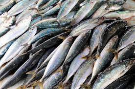 We did not find results for: Sering Dianggap Sama Ternyata Ikan Sarden Dan Makarel Berasal Dari Keluarga Yang Berbeda Semua Halaman Bobo