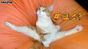 koshki 2019 smeshnye koty prikoly s kotami smeshnye koshki do slyoz funny cats youtube