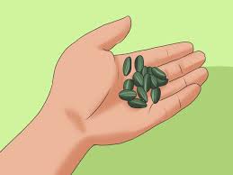 Saat mengering, bunga matahari akan dipotong dari pohonnya oleh pemiliknya. 3 Cara Untuk Menanam Bunga Matahari Wikihow