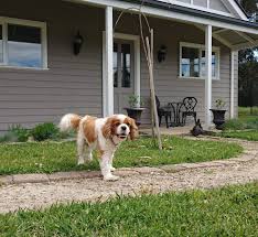 Please visit our website at. Bark Avenue Luxury Pet Resort Veterinary Care 281 Bungower Rd Moorooduc Vic 3933 Australia