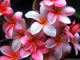 Hd wallpapers and background images. Cute Beautiful And Colorful Flower Hd Wallpapers Jpg Desktop Background