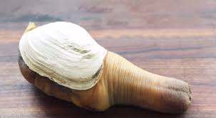 Image result for geoduck