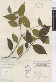 Image result for Memecylon sp. D