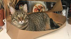 Kitten rescue was founded in the spring of 1997 and has grown to be one of the largest and most respected animal welfare groups in los angeles. Kitty Devore Rescue No Friendly Left Behind