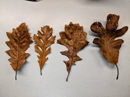 Image result for white oak leaf