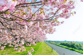 Whether you prefer tall or smaller spring trees, each one has the ability to beautifully veil your garden or yard. Beautiful Cherry Blossom Trees Or Sakura Blooming Beside The Stock Photo Picture And Royalty Free Image Image 101850842