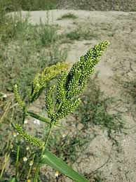 Image result for Echinochloa brevipedicellata