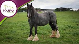 This crossword clue features of some leather jackets was discovered last seen in the june 17 2021 at the new york times crossword. Der Irish Cob Im Rasseportrait Tinker Youtube