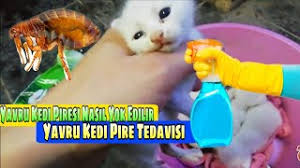 yavru kedi piresi nasil temizlenir youtube