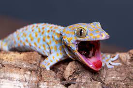 Maybe you would like to learn more about one of these? Pupil Enables Clear Vision In Extreme Light Conditions Biological Strategy Asknature