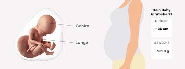 27 Ssw Schwangerschaftswoche Baby Gewicht Grosse In 27 Ssw