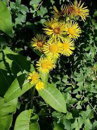 Image result for Inula glomerata