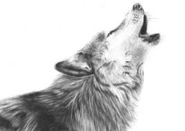 Black And White Realistic Wolf Drawing Wolf Drawing On Paper Wolf Drawing Drawings Wolf Howling