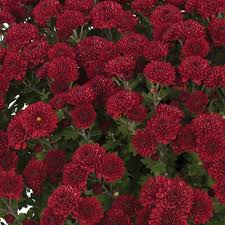 Green mums flowers for sale. Brandi Burgundy Yoder Garden Mum Plants For Sale Free Shipping