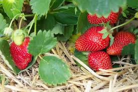Fur Eine Gute Ernte Beerenstraucher Mulchen Erdbeeren Garten Beerenstraucher Erdbeeren Ziehen