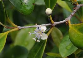 Image result for Pyrostria bibracteata