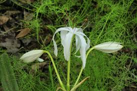 Image result for Crinum stuhlmannii