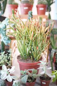 Image result for Euphorbia tirucalli