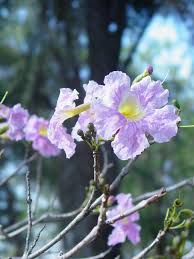 Image result for Tabebuia heterophylla