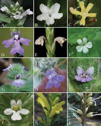 Image result for Anisosepalum alboviolaceum