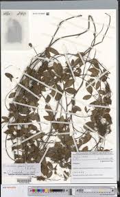 Image result for Eriosema parviflorum