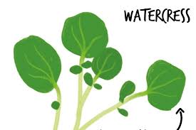 Choose from 6200+ oil of watercressundefined watercress graphic resources and download in the form of png, eps, ai or psd. How Do You Identify Watercress Watercress