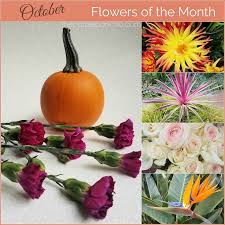 We did not find results for: Flowers Of The Month October The Purple Poncho