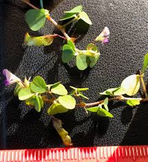 Image result for Cremaspora triflora