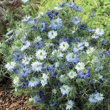 Moody Blues Nigella Wildflower Garden Planting Flowers Wild Seed