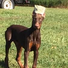 Don't miss what's happening in your neighborhood. Gray S Doberman Home Facebook