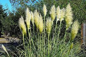 Oriental Grasses Are Nice Large Plums On These Shade Plants Grass Landscape