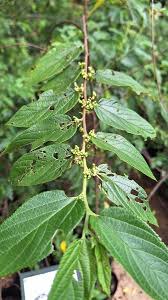 Image result for Trema orientale