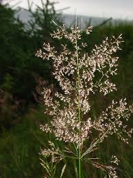 Image result for Agrostis