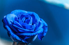 Blue signified constancy, purple asked for forgiveness, and white. Learning More About The Blue Rose Meaning Floraqueen