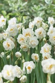 Narcissi Bunch Flowering Bridal Crown Daffodil From Adr Bulbs Spring Flowering Bulbs Daffodils Early Spring Flowers